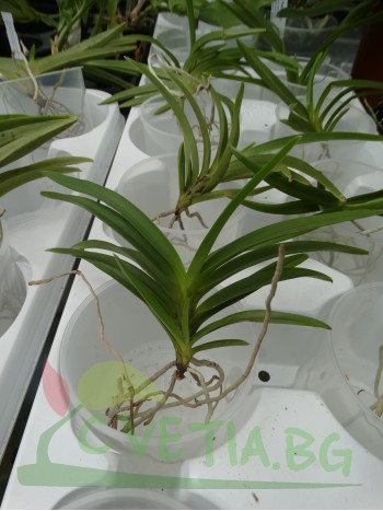 Ванда (Vanda cherry blossom)